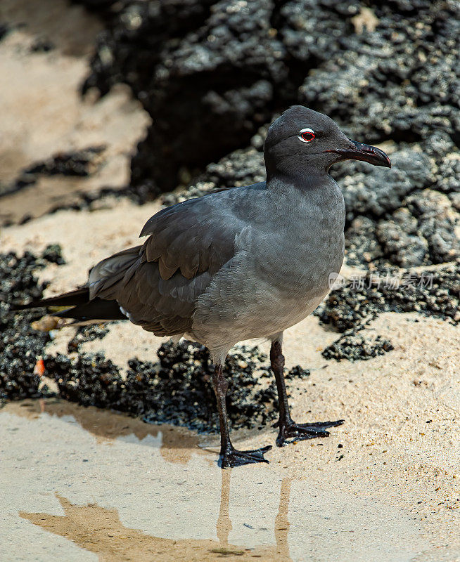 熔岩鸥(Leucophaeus fuliginosus)，也被称为黑鸥，是一种中等大小的海鸥，是“帽鸥”群的一员。詹姆斯岛，圣地亚哥岛，圣地亚哥岛，加拉帕戈斯群岛国家公园，厄瓜多尔。流行。